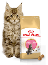 Kačių maistas Royal Canin Maine Coon Kitten 10kg.