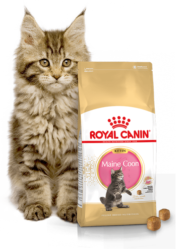 Kačių maistas Royal Canin Maine Coon Kitten 10kg.