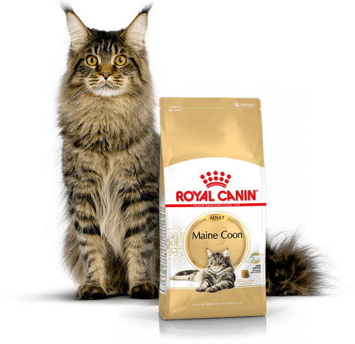 Kačių maistas Royal Canin Maine Coon Adult 10kg.