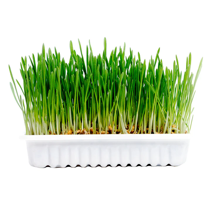 Žolė Katei, 70g