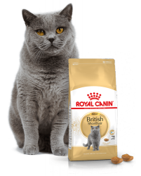 Kačių maistas Royal Canin British Shorthair Adult 2kg.