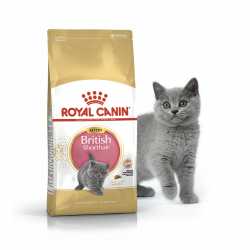 Kačių maistas Royal Canin British Shorthair Kitten 2kg.