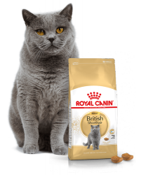 Kačių maistas Royal Canin British Shorthair Adult 4kg.